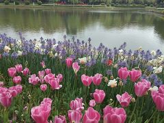 -上海鲜花港