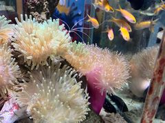 -太平洋海底世界