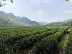 -中国茶叶博物馆(双峰馆区)