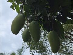 -广州市白云山风景名胜区