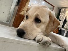 -共舞时光猫咖·狗咖(新街口店)