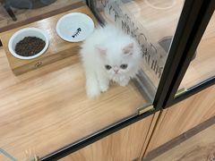 -袖虎·猫馆(体育西路店)