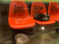 -猫咪博物馆(顶澳仔猫街店)
