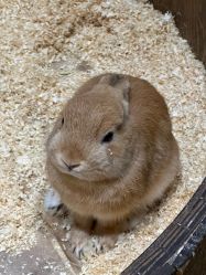 -Zoolung Zoolung动物主题公园(海信广场店)