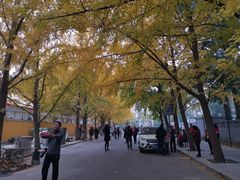 -三里屯东五街银杏大道