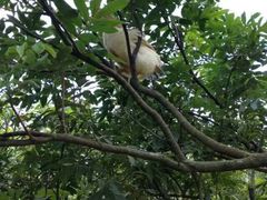 飞树鸡-七盘八碗