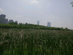 android_upload_pic-艾溪湖湿地公园