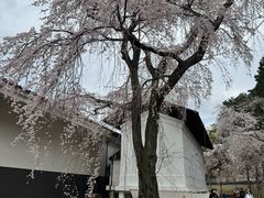 -醍醐寺