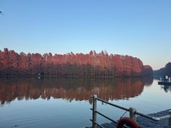 -上海海湾国家森林公园