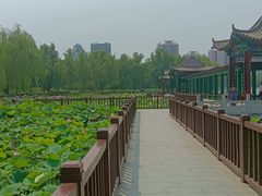 -莲花池公园