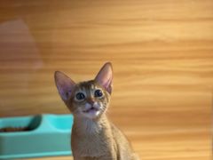 -猫十亿·布偶金渐层·曼基康矮脚猫舍(青年路店)
