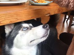 -more than meow吴止猫主题餐厅(承德 中船汇店)