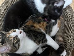 -创凡宠物医院·骨专科  猫科中心(西乡分院)