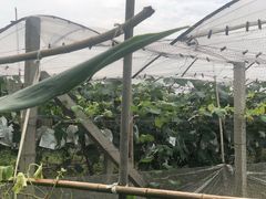 -马陆小张葡萄园农家乐