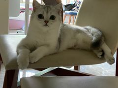 -萌兽医馆·犬猫专科·眼科中心·宠物医院(朝阳门分院)