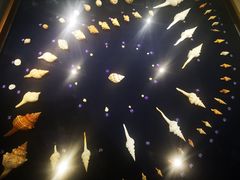 -青岛贝壳博物馆