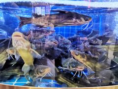 -蛙一刀·麻椒鱼火锅(金仙桥店)