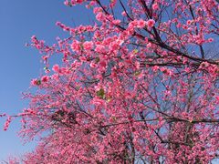 -鲜果时间·果蔬茶(赛格负二层店)