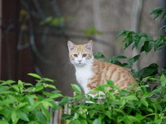 -常熟路(地铁站)