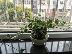 -双季花艺园艺市场(浦东店)