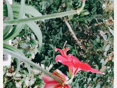 -上海辰山植物园