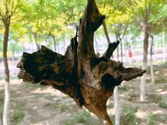 -西青郊野公园