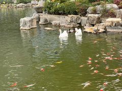 -金陵中学(河西分校)