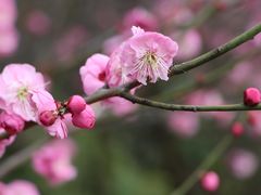 -顾村公园