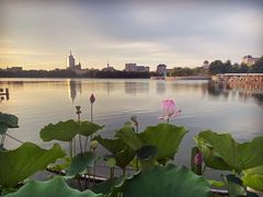 -莲花池公园