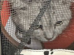 -瑞派康怡24h宠物医院·犬猫医疗中心·微创绝育(瑞景分院)