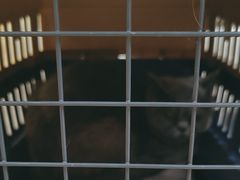 -美联众合动物医院·24h转诊中心