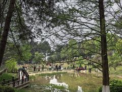 -铁山坪森林公园