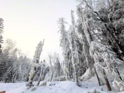 -大秃顶子山