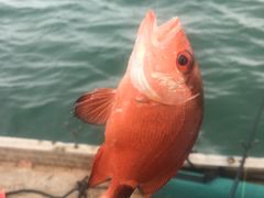 -顺则昌推按正骨理疗