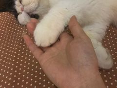 -吉丁鸟咖·异宠·寄养