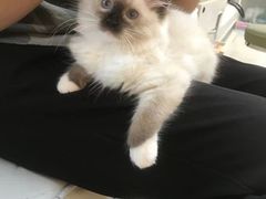 -lincat·猫舍(广州店)