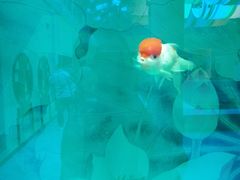 -北戴河圣蓝海洋公园