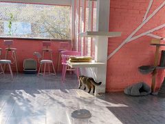 -喵屿·大理花园猫咖