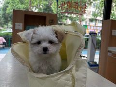 -联合动物医院(光谷诊疗中心)