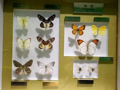 -上海昆虫博物馆