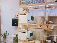 -山宅一喵德文卷毛猫舍