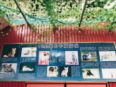 -猫咪博物馆(顶澳仔猫街店)