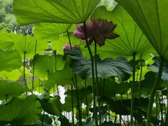 -陈家山荷花公园