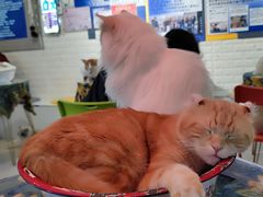 -平行世界·猫咖(首经贸店)