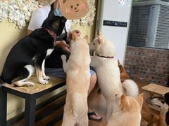 -柴犬高等学院·狗咖·柴犬售卖·宠物训练