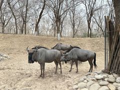 -北京野生动物园