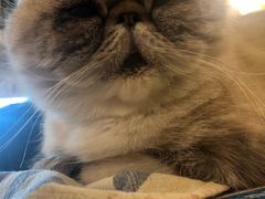-猫色咖啡·猫咖
