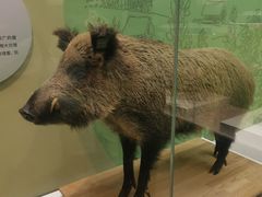 -国家自然博物馆