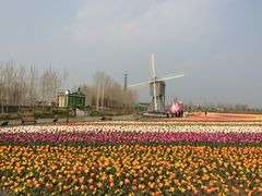 iphone_upload_pic-荷兰花海