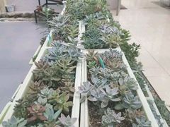 小肉植物-精灵农庄